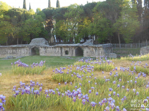 PROPOSTA DI TESI: Flora Anfiteatro Romano di Arezzo